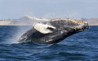 Whale Populations Experience Exponential Growth